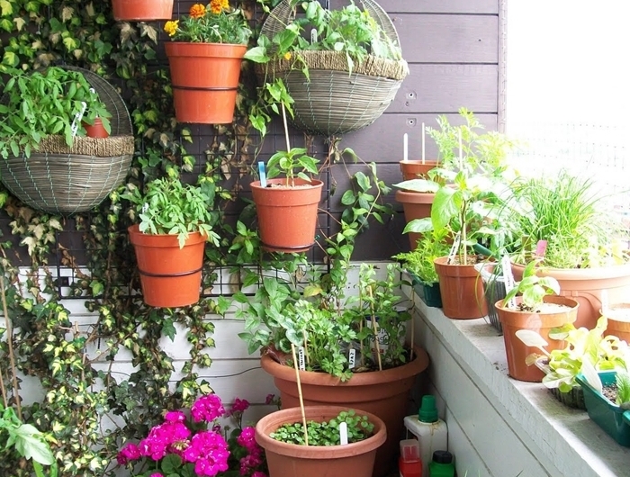 plantes pour mur végétal extérieur pots terre cuite panneaux bois crochets grillage déco balcon