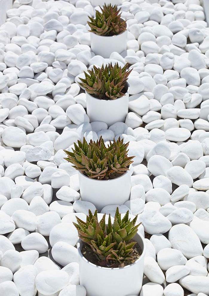 un exemple de décoration jardin avec galets blanc autour des succulents dans des pots a fleur
