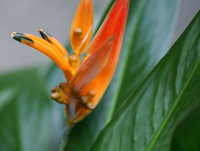 un exemple de la plus belle fleur du monde le bec de perroquet de la famille des lotus avec des feuilles oranges