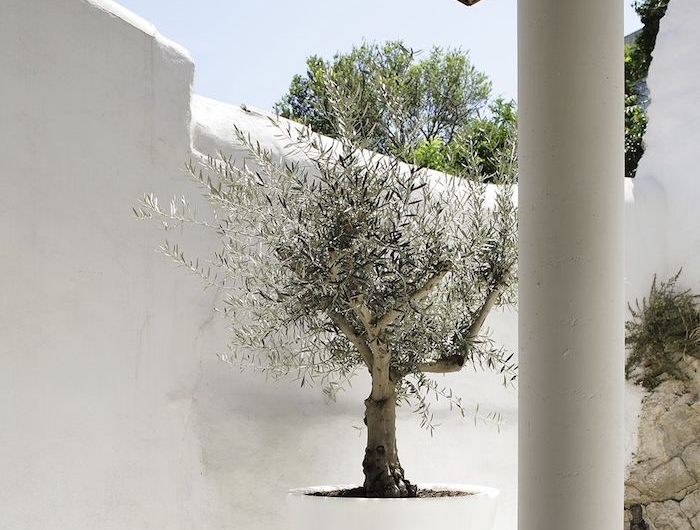 un grand cahe pot avec olivier derriere un mur blanche et sur galets blancs parterre