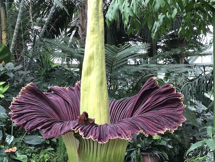 un jardin botanique avec grosse fleur odorant appelle le phallus de titan
