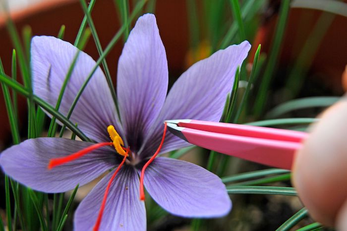 un main qui arrache avec pincettes le saffron d une fleur violet tres chère