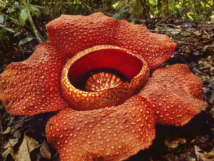une des plus grandes fleurs du monde avec des petales rouges dans un foret tropical