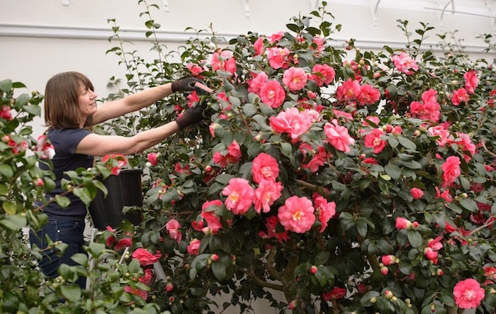 une femme qui s occupe de l entretien d un arbuste de rose fleur dans un jardin