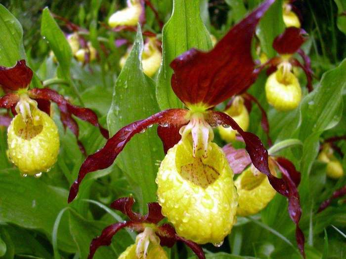 une fleur de la famille des orchidéee sabot de venus entre autres couverts de rosée