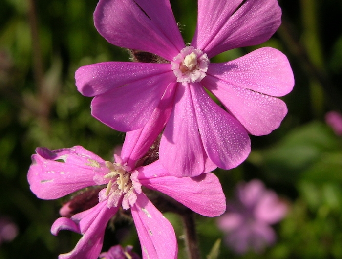 une fleur exotique avec cinq petales en couleur rose et violet