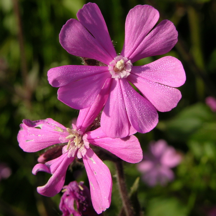 une fleur exotique avec cinq petales en couleur rose et violet