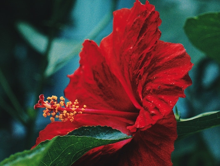 une fleur magnifique avec des grandes pétales rouge et des etamines jaunes