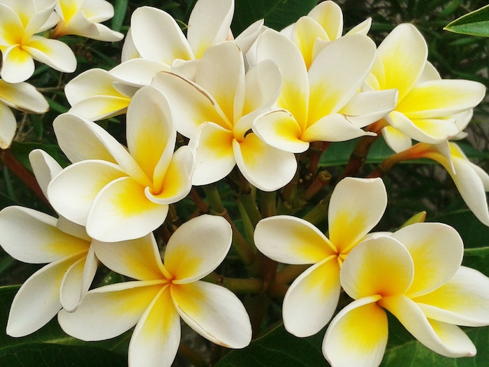 close up of frangipanis blooming outdoors