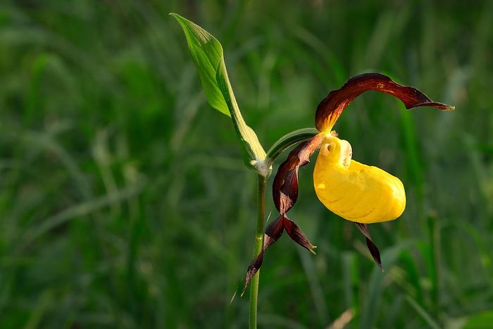une fleure exotique en couleurs jaune et violet de la famille)des orchidées fleur rare