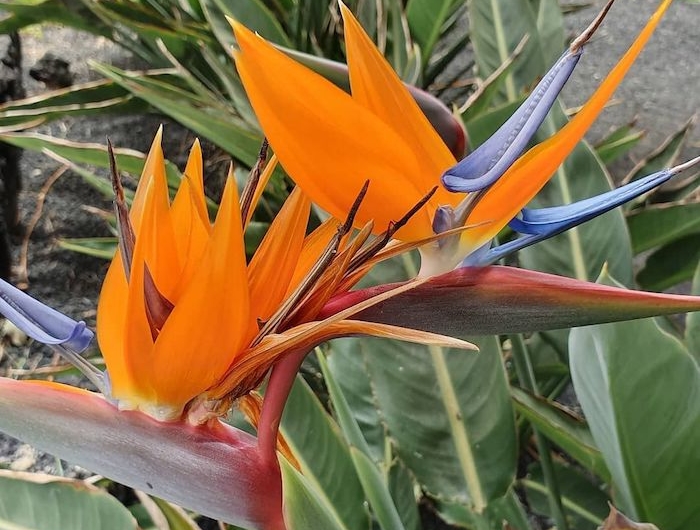 une fleure qui faite partie des plus belle fleurs du monde appelllé le bec de perroquet en petales oranges