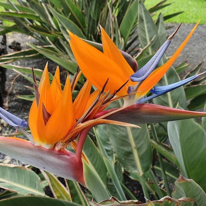 une fleure qui faite partie des plus belle fleurs du monde appelllé le bec de perroquet en petales oranges
