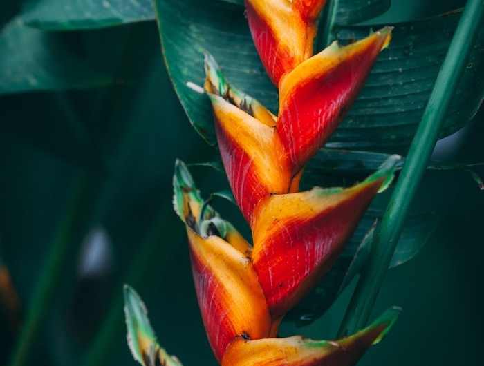 une photo de fleur clochette en couleurs vif orange et rouge et des feuilles vertes epaises