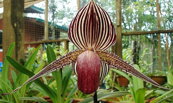 une plante exotique de la famille des orchidées avec des couleurs jaune et violet a rayes