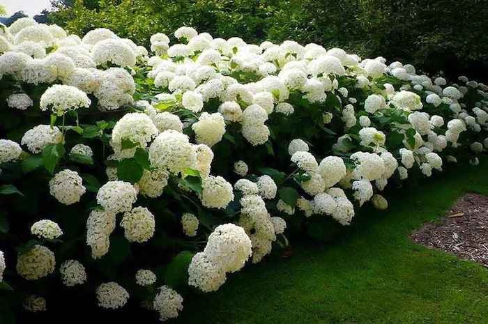 une plate bande avec des fleurs blanches copieuses photos de bouquets de fleurs