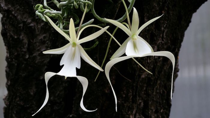 une variante d orchidée avec des pétales fines et blanches une fleur magnifque