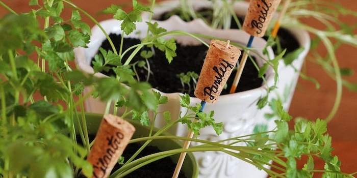 astuces de jardin pour es plantes a potages avec des bouchons de liège