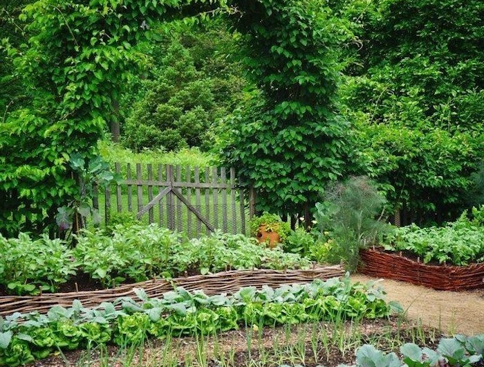 astuces de jardin pour les carrés de choux dans un cour avec des arbres vertes
