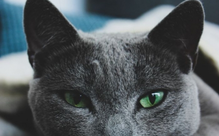 chat bleu russe idée pour choisir son chat de race animal gris aux yeux verts.jfif