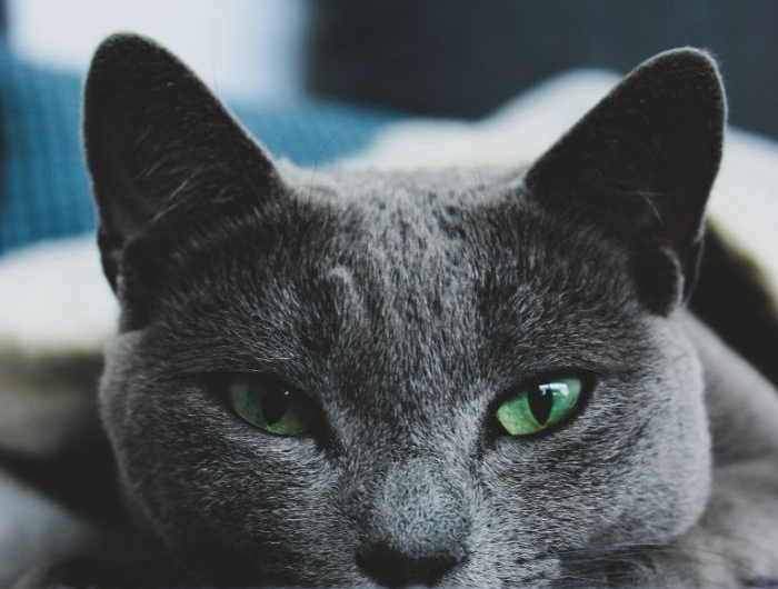 chat bleu russe idée pour choisir son chat de race animal gris aux yeux verts.jfif