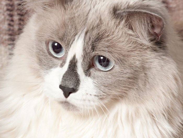 choisir son chat de race idée de chat gris et blanc ragdoll exemple animal de compagnie