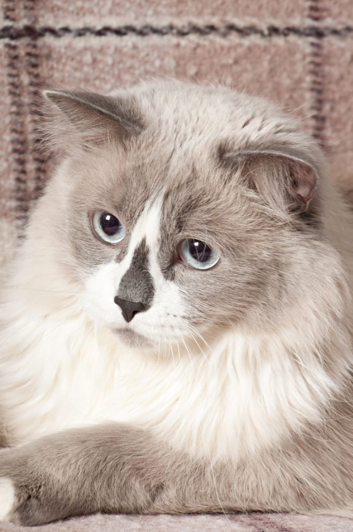 choisir son chat de race idée de chat gris et blanc ragdoll exemple animal de compagnie
