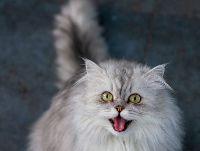 comment choisir la race de son chat exemple de chat d appartement persan.jfif