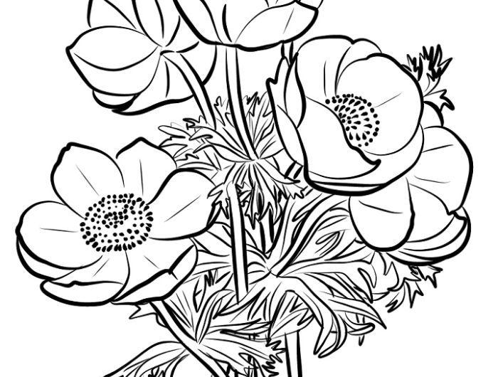 coquelicot dessin facile de tout un bouquet simple aux contours noirs sur feille blanche