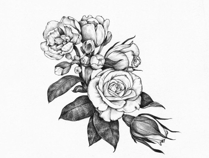 dessin rose réaliste une branche fleurie de roses ouvertes et fermées sur fond de couleur blanche