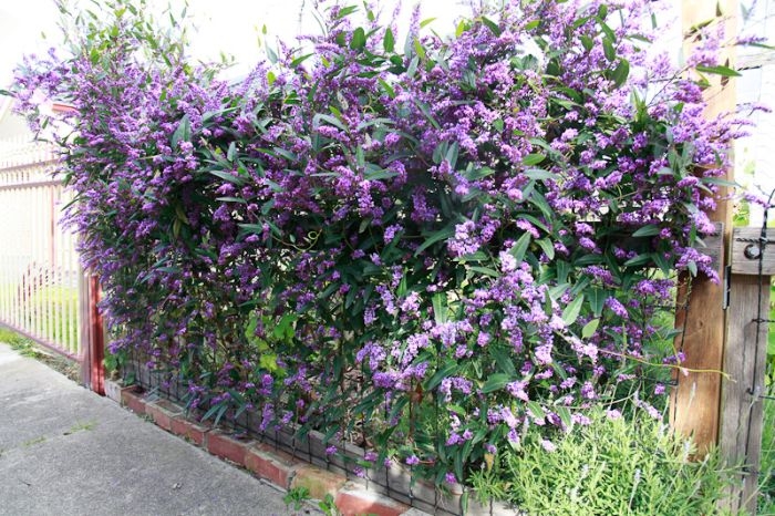 exemple de grille exterieure envahie par la vegetation plante violette haie brise vue aromatique