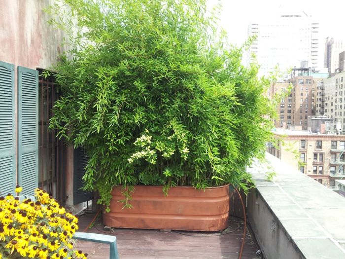 idee brise vue vegetalde grosse plante verte vuisson dans un bac à fleur pour séparer un balcon