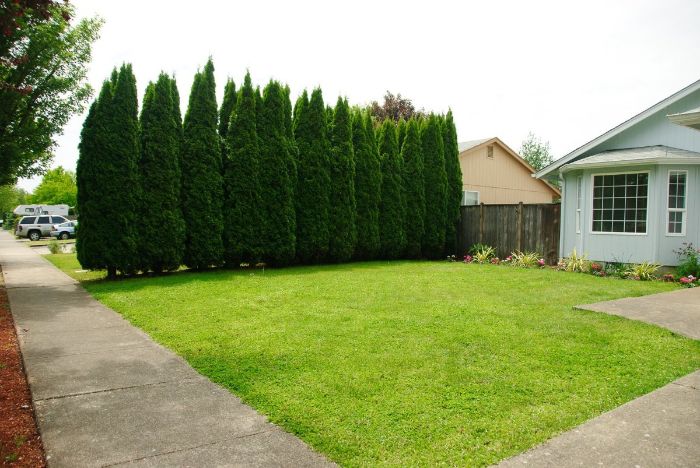 idee de brise vue vegetal en rangd arbres alignement au pour séparer gazon devant maison simplement