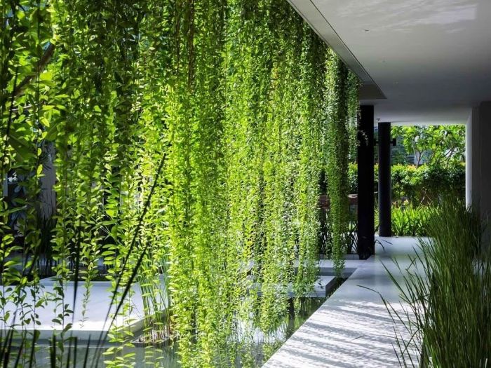 pluie de verdure plante verte retombante pour créer rideau végétal élégant dans la cour d une maison