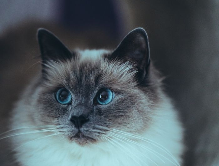 quelle race de chat sacré de birmanie élégant photo de chaton mignon gris et blanc.jfif