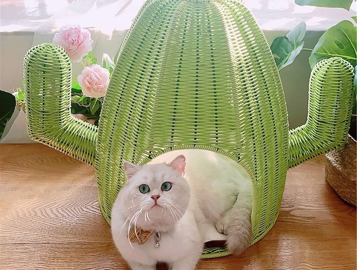 un chat blanche dans un une hutte verte en forme de cactus peinture pour meuble en rotin