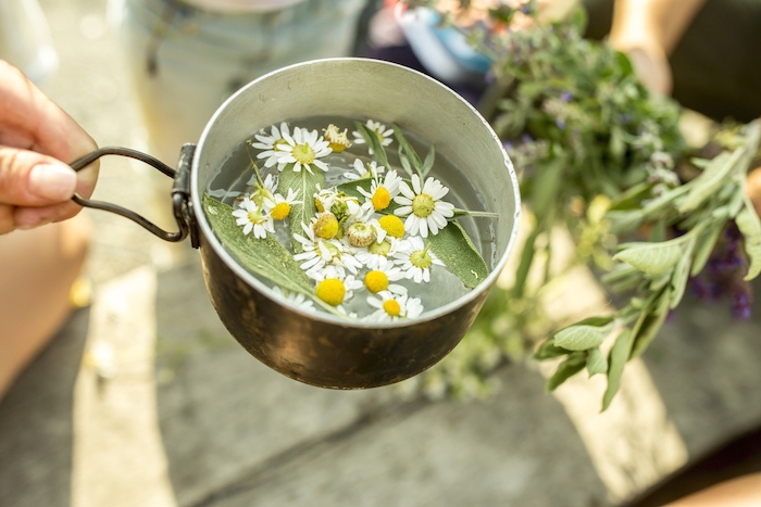 fresh chamomile in pot with water for an infusion