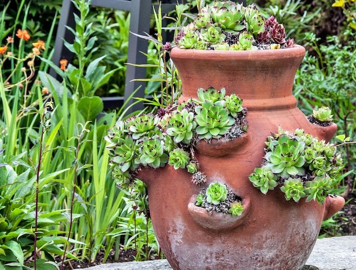 un pot a fleurs en argile avec es succulents plantés devant une abondance de verdure