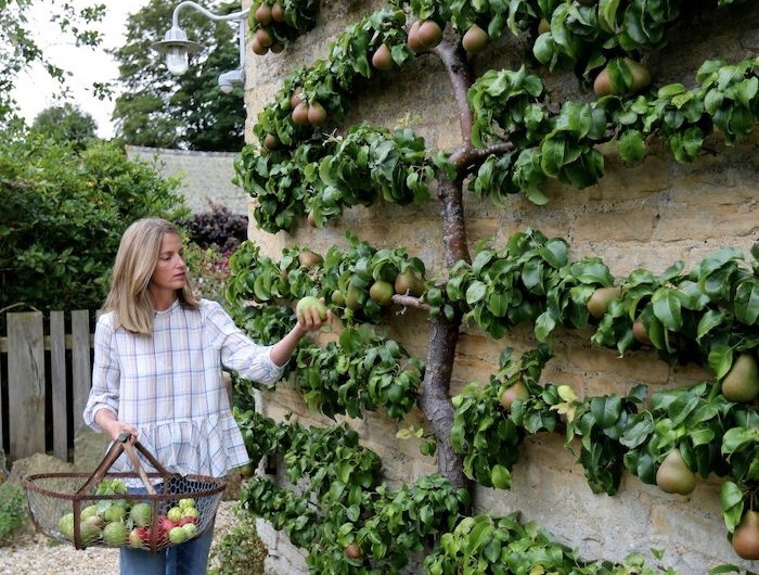 une femme cuilit des poires d un arbre collé au mur jardinier amateur