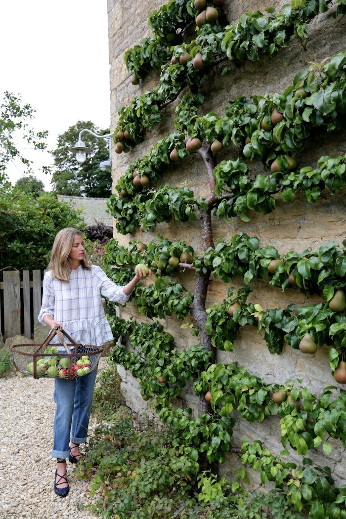 une femme cuilit des poires d un arbre collé au mur jardinier amateur
