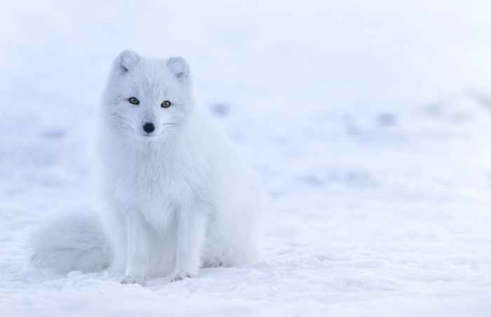 ville churchill safari glacé province manitoba région bélugas ours polaires renard arctique
