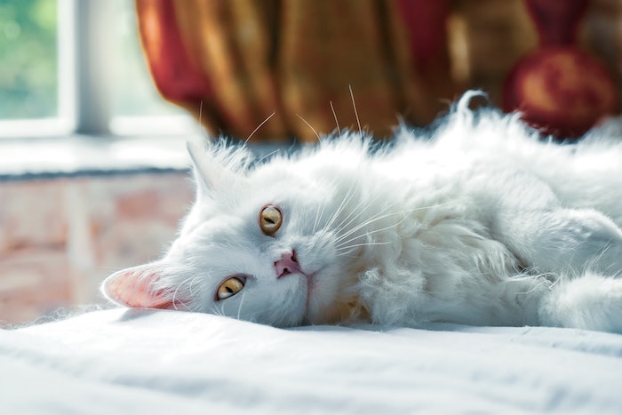 chat blanc yeux jauns chaton sur le lit