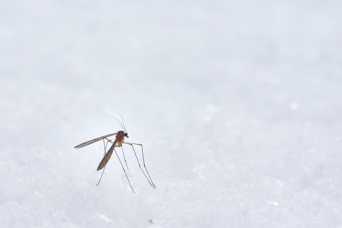 image de moustique sur une surface glace