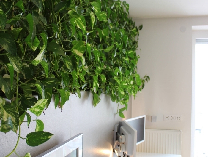 mur végétal aménagement bureau a domicile chaise bois plante decoration interieur clavier