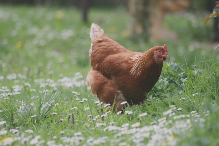 trouver une poule couveuse idée comment avoir des poussins chez soi basse cour animaux jardin