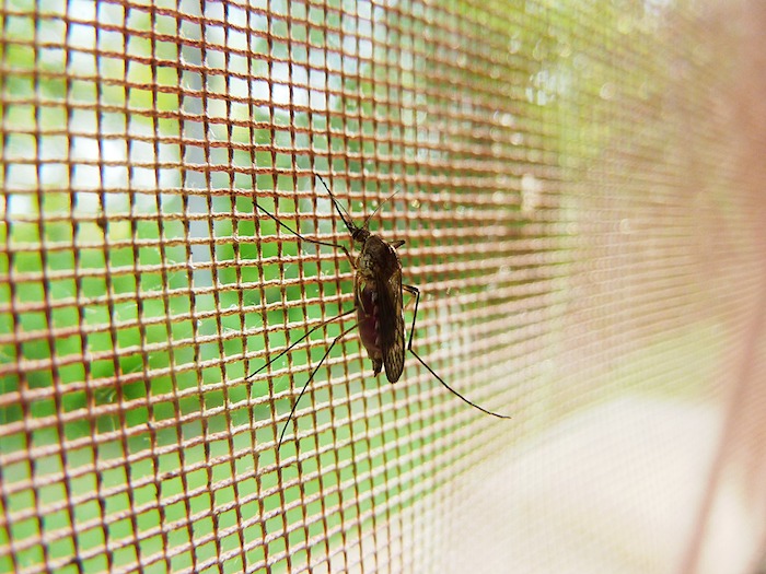 un insecte jonché sur un reseau de fenetre devant un jardin