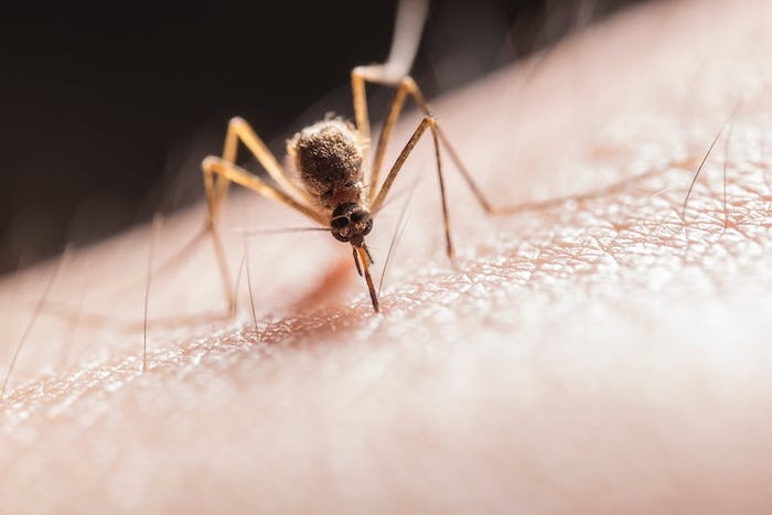 un moustique qui fait de la piqure sur la peau humaine