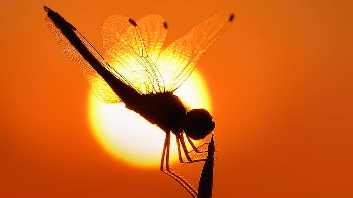 une insecte volant et le soleibrulant au fond de l image