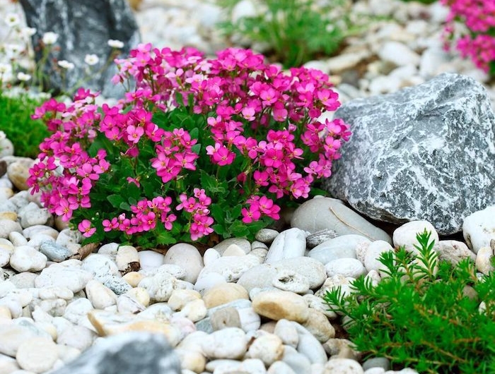 création d un parterre avec galets fleur rose vof en contraste avec les pierres blance et gris