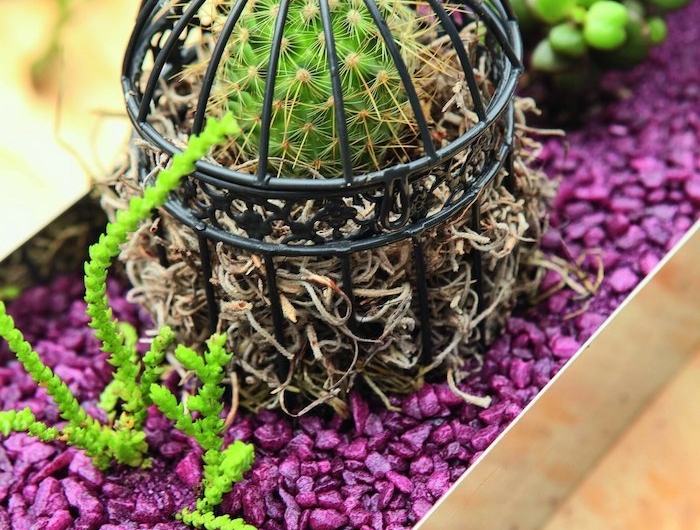 deco parterre gravier peint en mauve décorative avec une cage de cactus