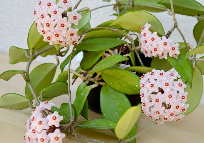 décoration avec plante fleurie intérieur espèce végétale feuilles vertes fleur parfumée